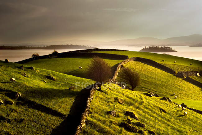 Stone walls on grassy rural hillside with grazing sheep — Stock Photo