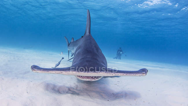 Grandes tubarões-martelo com fotógrafo — Fotografia de Stock