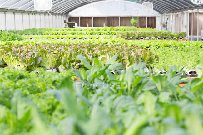 Lettuce leaves growing — Stock Photo