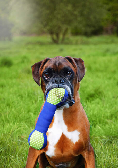 Retrato de perro boxeador sosteniendo hueso de juguete en la boca - foto de stock
