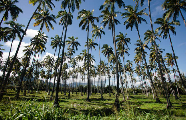 Palmiers avec ciel bleu — Photo de stock