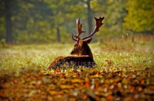 Visão traseira de veados relaxante na grama na floresta de outono — Fotografia de Stock