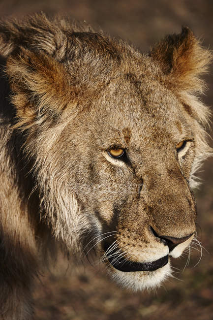 Nahaufnahme einer aufmerksamen Löwin, Masai Mara, Kenia, Afrika — Stockfoto
