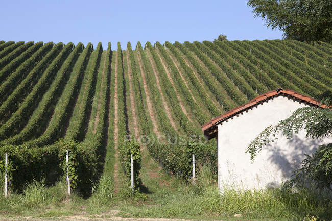 Agronegócio em Langhe, Piedmont, Italia — Fotografia de Stock