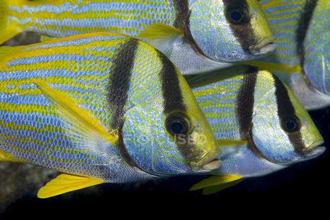 Small group of Porkfish beautiful pattern, full frame. — Stock Photo