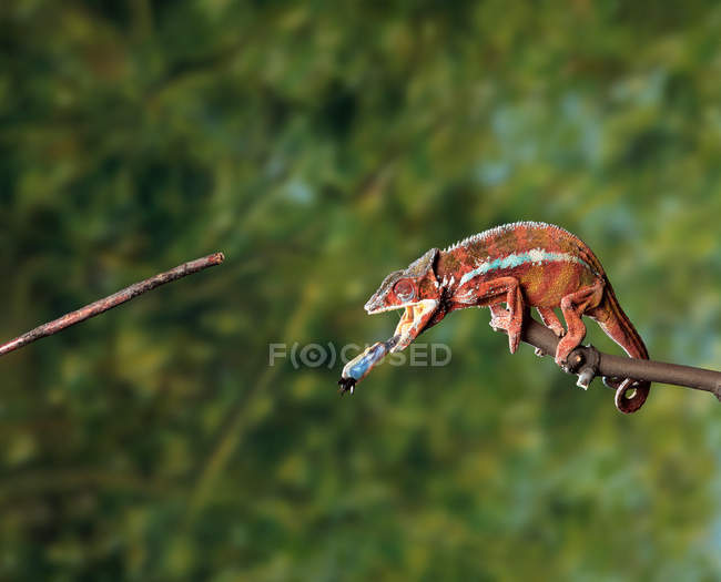 Camaleón comiendo en el árbol - foto de stock