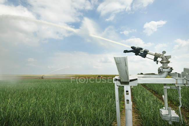 Irrigation sprays on field plant crop due to prolonged drought, Rilland, Zeeland, Netherlands — Stock Photo