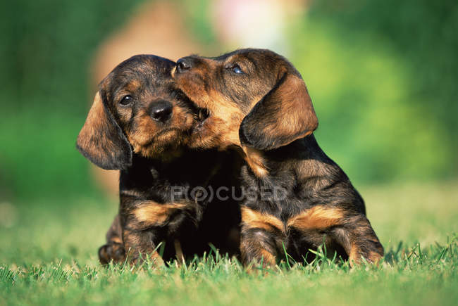 Two puppies in field — Stock Photo