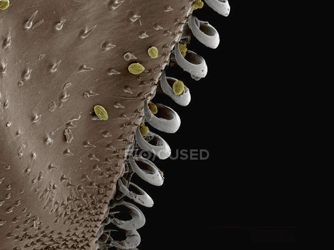Кольорові мікрофотографія hamuli на крило джміль — стокове фото