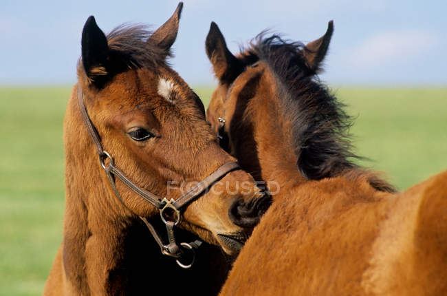 Два коні пасуться на лузі — стокове фото