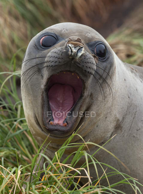 Elefante Seal filhote de cachorro na praia — Fotografia de Stock