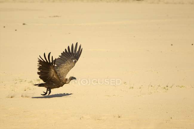 White backed vulture or Gyps africanus in wildlife, Mana Pools National Park, Zimbabwe — Stock Photo