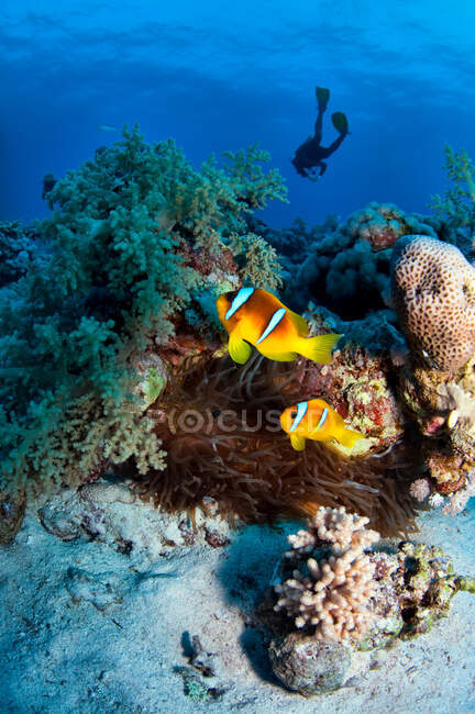 Anemonenfische und Taucher im Roten Meer, Ägypten — Stockfoto