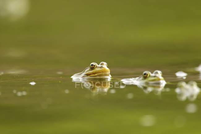 Mating frogs in water — Stock Photo