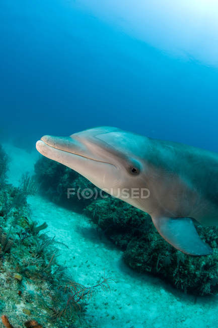 Tiro subaquático de golfinho engarrafado nadando no fundo — Fotografia de Stock