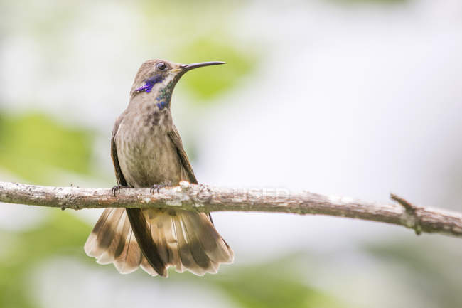 Sparkling violetear perching on branch, Minca, Magdalena, Colombia — Stock Photo