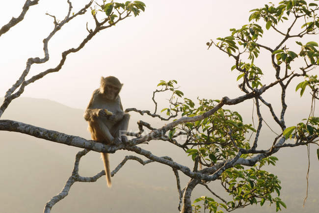Mono sentado en el árbol - foto de stock