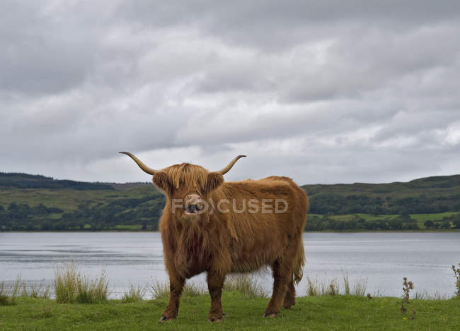 Highland Cow pastoreando no campo em overcast, Escócia — Fotografia de Stock