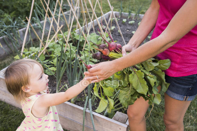 Madre e hija pequeña, jardinería juntas, recolección de verduras frescas - foto de stock