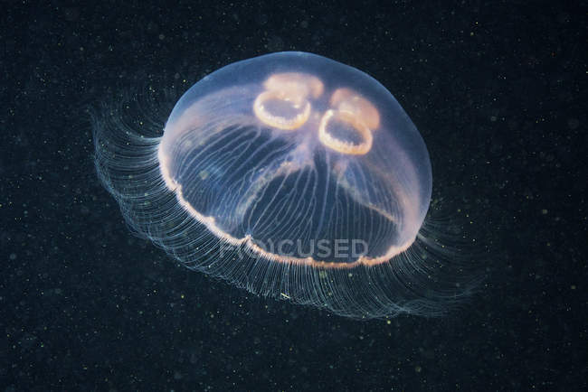 Medusas de luna nadando bajo el agua - foto de stock