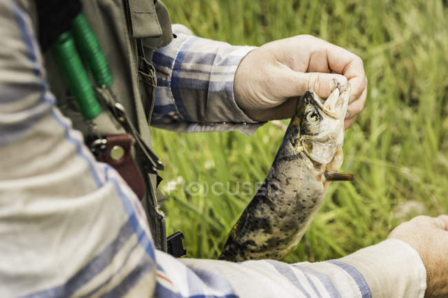 Cropped view of man holding freshly caught fish — Stock Photo