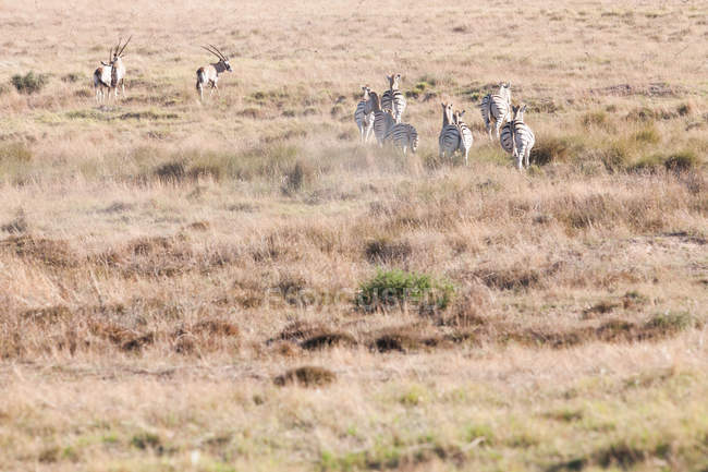 Cebras silvestres pastando en safari, Stellenbosch, Sudáfrica - foto de stock