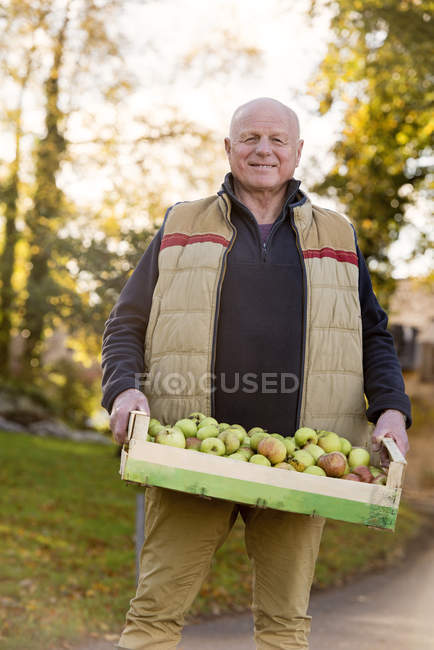 Senior man carrying crate of apples — Stock Photo
