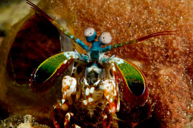 Vista de cerca de camarones mantis - foto de stock
