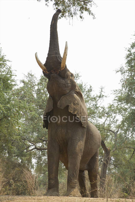 Éléphant d'Afrique ou Loxodonta africana dans la faune sauvage, Parc national de Mana Pools, Zimbabwe — Photo de stock
