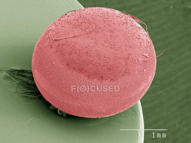 Micrografo elettronico a scansione colorata di uovo di una falena di seta — Foto stock
