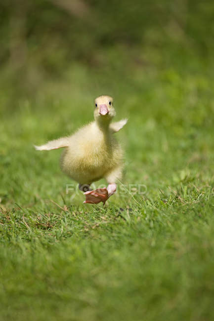 Un gosling corriendo sobre hierba - foto de stock