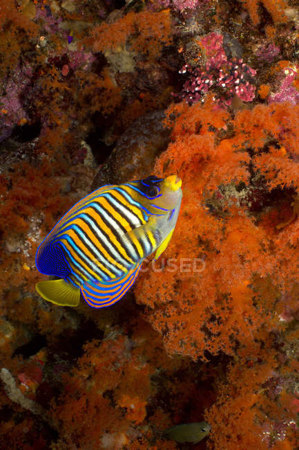 Pesce angelo regale sulla barriera corallina, colpo subacqueo — Foto stock