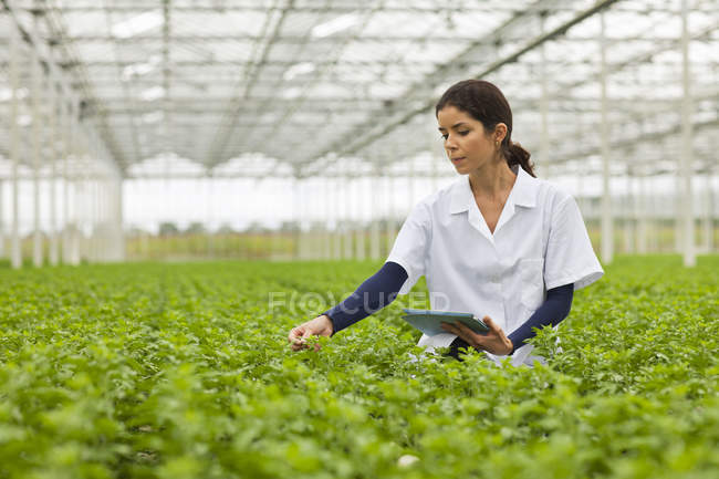 Científico en hileras de plantas en invernadero, sosteniendo tableta digital - foto de stock