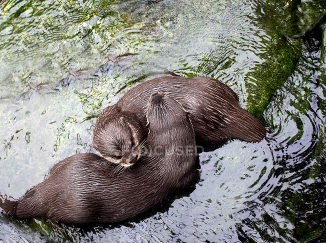 Two otters playing in river water, overhead view — Stock Photo