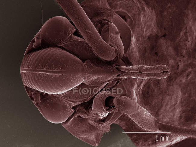 Micrographie électronique à balayage coloré de la tête de la punaise — Photo de stock