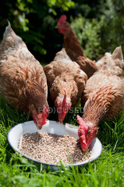 Hühner fressen Körner aus Schüssel auf grünem Gras — Stockfoto