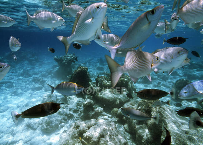 Schooling reef fish under water — Stock Photo