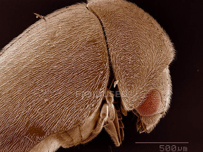 Scansione micrografo elettronico di alytra di scarabeo anobiidae — Foto stock