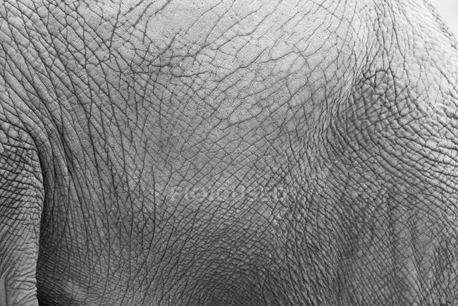 Крупним планом вид на шкіру слона — стокове фото