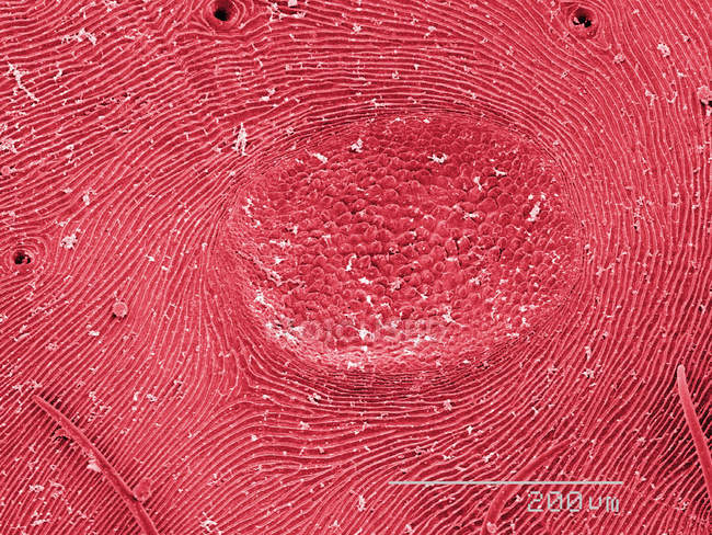 Micrographie électronique à balayage coloré de l'abdomen de l'araignée tisserand — Photo de stock