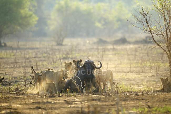 Lions or Panthera leo attacking buffalo in wildlife, Mana Pools National Park, Zimbabwe — Stock Photo