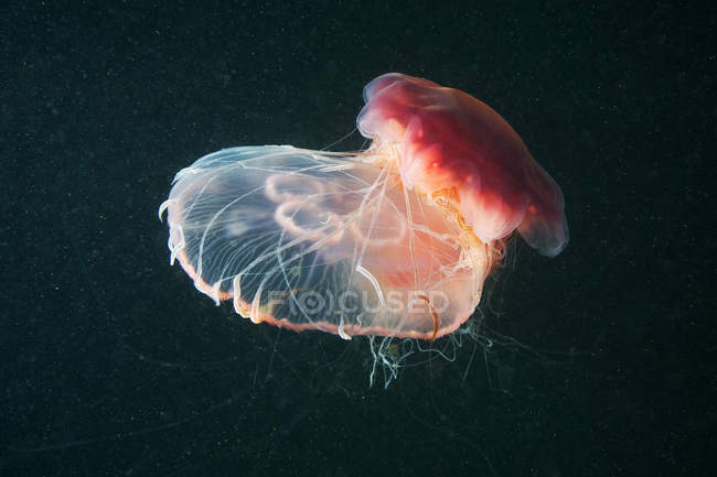 Medusas de melena de león y medusas de luna en el agua - foto de stock