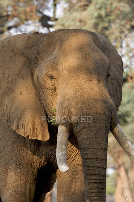 Elefante africano no Parque Nacional de Mana Pools — Fotografia de Stock