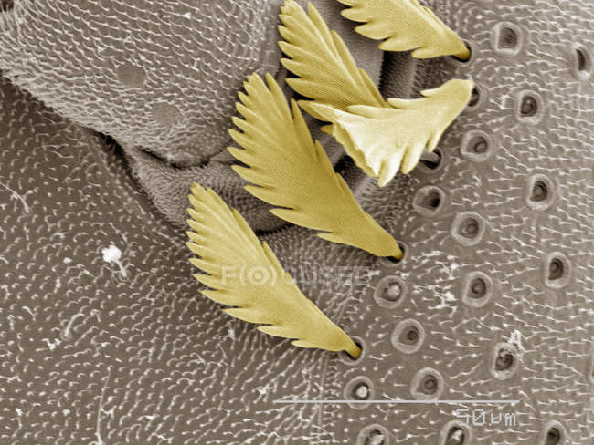 Micrografia eletrônica de varredura colorida de milípede — Fotografia de Stock