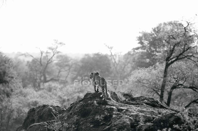 Leopard in African landscape, Kruger National Park, South Africa — Stock Photo
