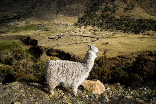 Alpaka auf dem Weg nach cochayoq, andes, peru — Stockfoto