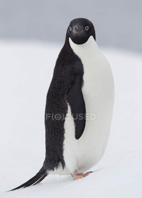 Adelie Pinguino su lastra di ghiaccio — Foto stock