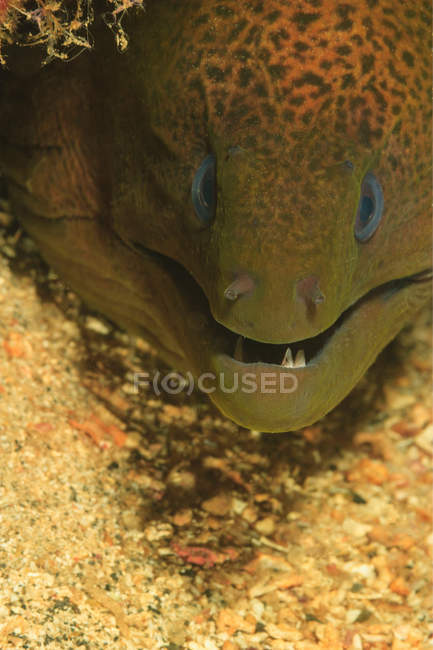 Close up tiro de moray enguia rosto — Fotografia de Stock