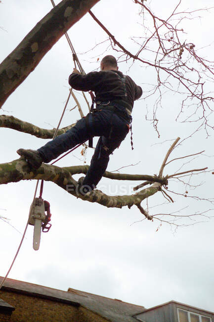 Деревохірург обрізає дерево — стокове фото