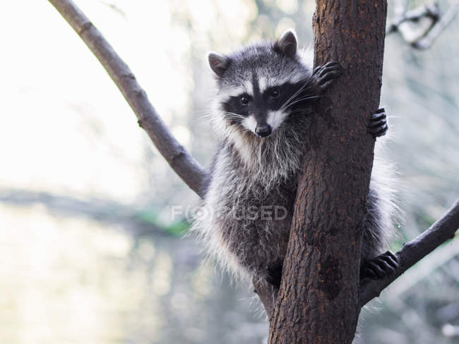 Raccoon on tree branch, Procyon lotor, San Francisco, California, USA — Stock Photo